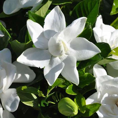 Summer Snow® Gardenia Grown By Overdevest