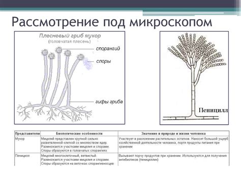 Плесень - презентация онлайн