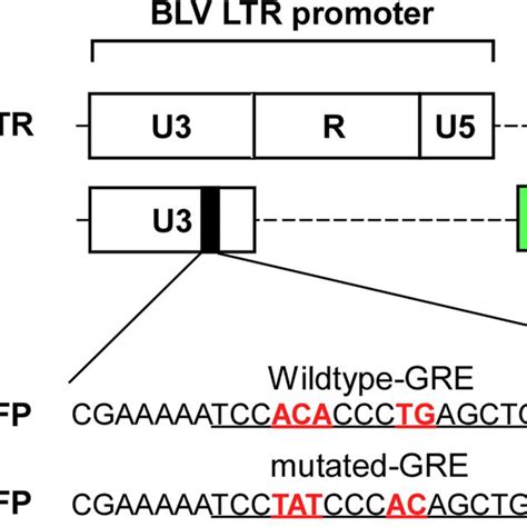 Construction Of Reporter Plasmids Schematic Presentation Of Reporter