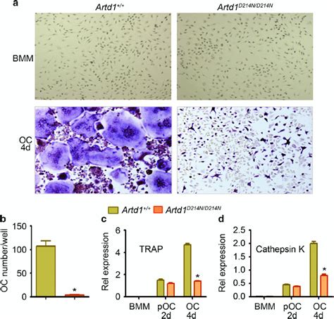 Osteoclastogenesis Is Defective In Cells Expressing Artd D N A Wt