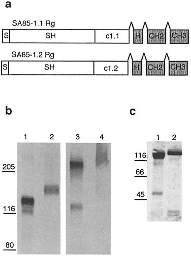 Schematic diagram, structure, and purification of SA85-I lags. (a ...