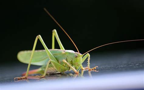 Skakavac šta znači sanjati skakavca Sanovnik Sanjarica