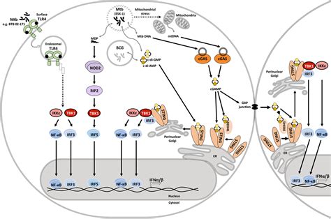 Frontiers Type I Interferons In The Pathogenesis Of Tuberculosis