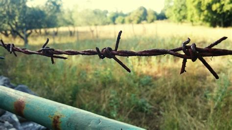 Kostenlose Foto Baum Natur Gras Ast Zaun Stacheldraht Fahrzeug