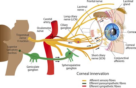 Figure 1 From Update On Cenegermin Eye Drops In The Treatment Of Neurotrophic Keratitis