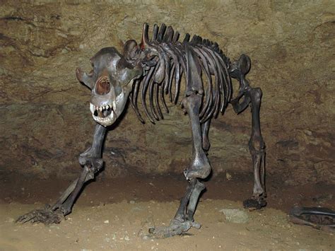 Big Brains Helped Large Mammals Survive Extinction Study Shows The