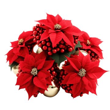 Beautiful Poinsettia With Christmas Balls Isolated On White Poinsettia