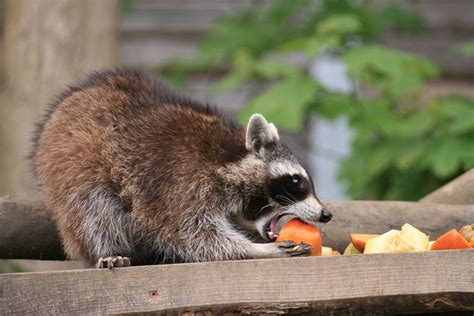 SNACKING RACCOON