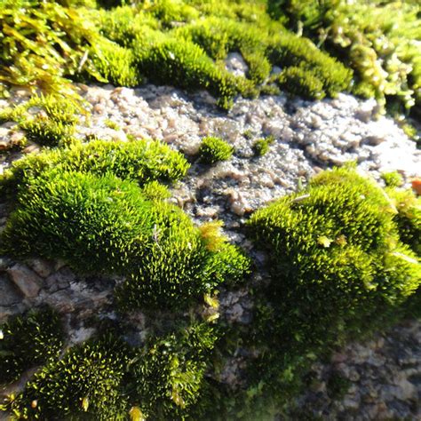 Sun Tolerant Moss Moss Acres