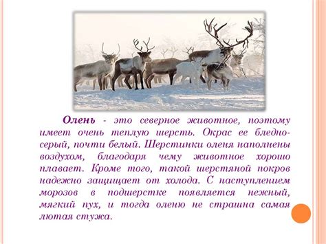 Северный олень - презентация онлайн