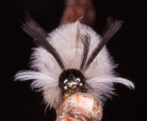 Banded Tussock Moth Caterpillar Roads End Naturalist