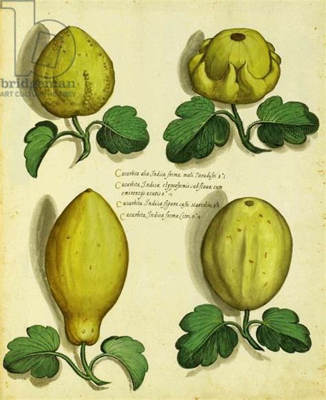 Varieties Of Heirloom Squash By Ulisse Aldrovandi 1522 1605 Plate