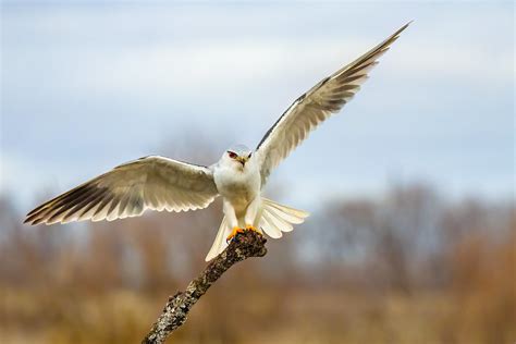 Black Winged Kite Elanus Caeruleus Black Winged Kite Or Flickr