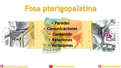 Fosa Pterigopalatina Comunicaciones Paredes Límites Contenido