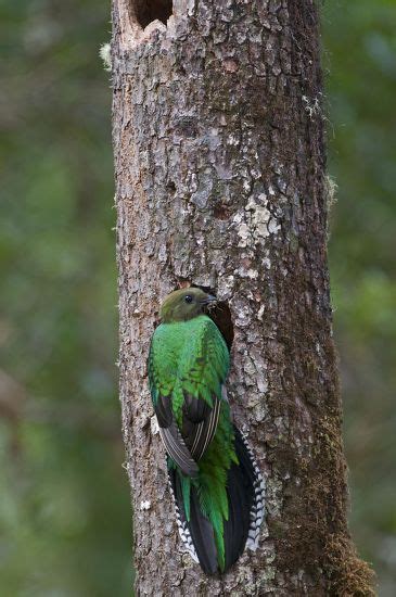 Resplendent Quetzal Pharomachrus Mocinno Female Nest Redaktionelles