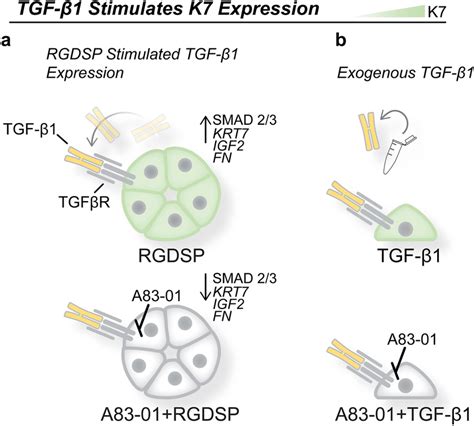 Schematic Depiction Of Tgf β1 Stimulation Of K7 Expression In Hspc Download Scientific Diagram