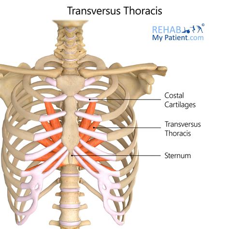 Gross Anatomy Thorax Iuo Study