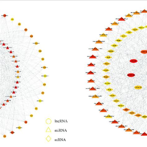 A The Lncrna Mirna Hub Mrna Network In This Figure Lncrnas Mirnas Download Scientific