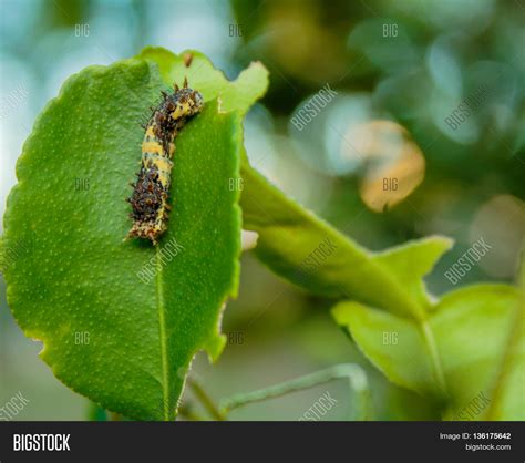 List 104 Pictures Lemon Tree Diseases And Pests Pictures Completed