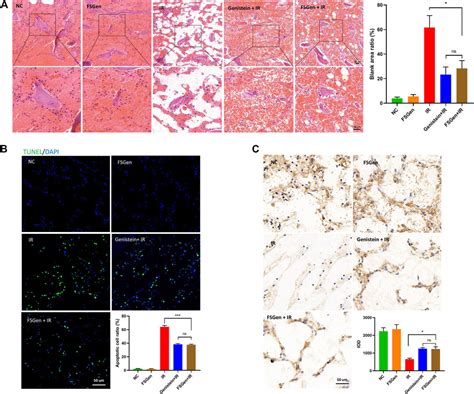 Frontiers Genistein From Fructus Sophorae Protects Mice From