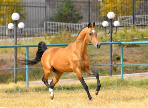 Akhal Teke Horse Info Pictures Temperament And Traits Pangovet