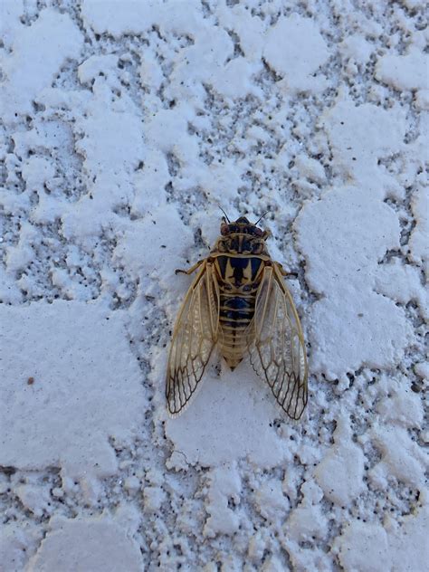 Mystery Cicada Rwhatsthisbug
