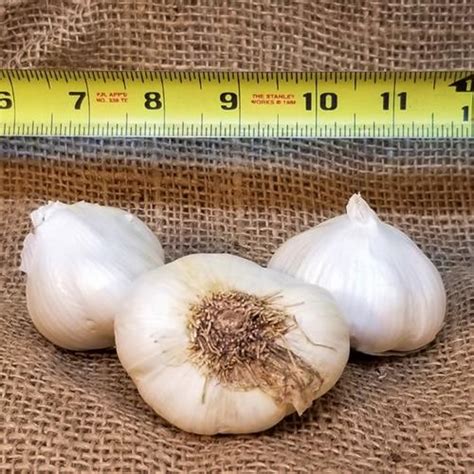 1lb Silverskin Seed Garlic Softneck Silverskin