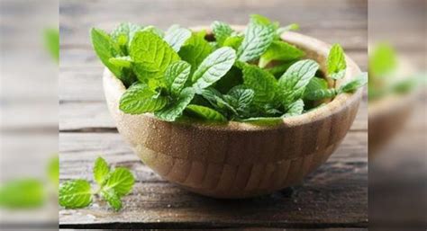 Health Benefits Of Mint You Need To Know