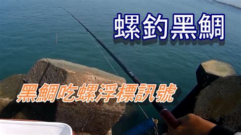 黑鯛吃螺的浮標訊號and揚竿時機 磯釣 螺釣 黑鯛 浮標 金寶螺 海釣 釣魚 練餌 Youtube