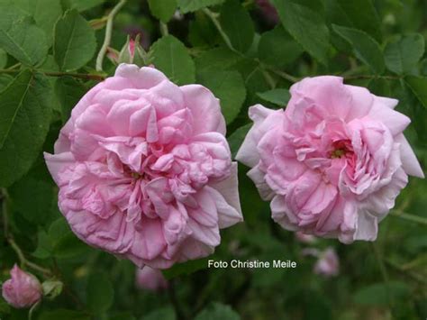 Ispahan Damaszenerrose Alte Rosen Historische Rosen