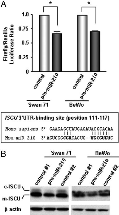 Mir Binding To Iscu Mrna Utr In Swan And Bewo Cell Lines A