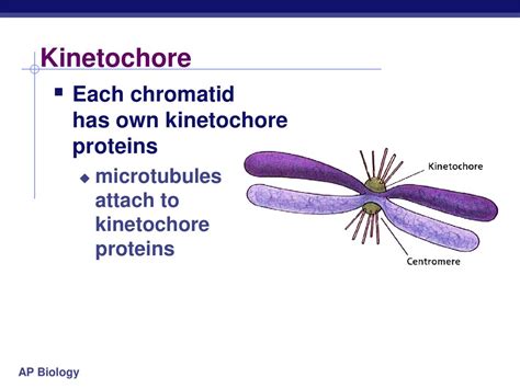 Biology is the only subject in which multiplication is the same thing ... 
