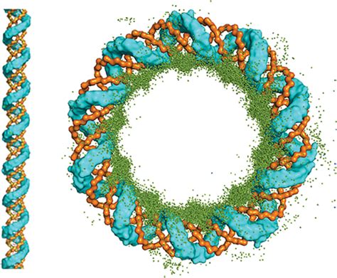 Coarsegrained Models For Studying Protein Diffusion Along Dna