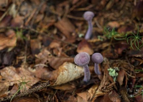 Wood Blewit: Identification, Foraging, and Cooking The Purple Nudist Mushroom - Mushroom ...