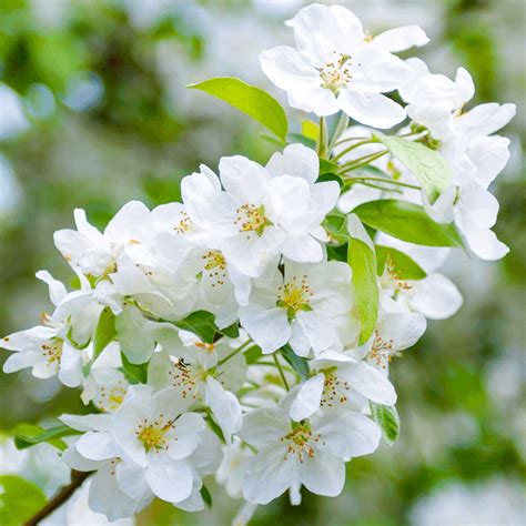 Malus Evereste Flowering Crab Apple Tree Free Uk Delivery Over £50