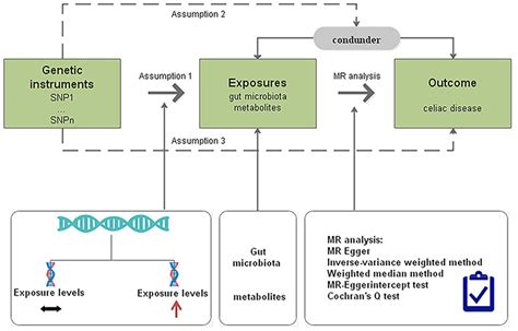 Frontiers Assessment Of Causal Associations Among Gut Microbiota