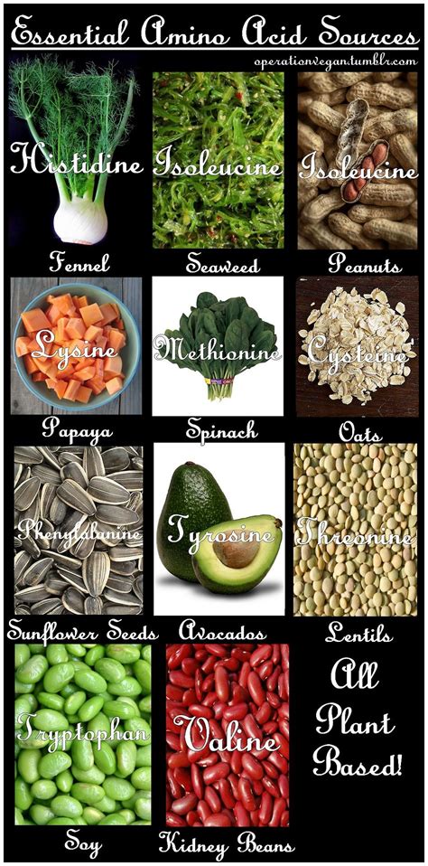 Essential Amino Acids Foods