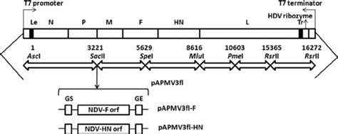 Generation Of A Full Length Cdna Clone Of Papmv Fl Expressing Ndv