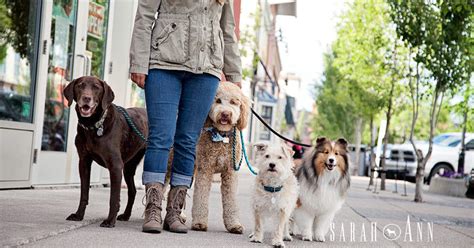 See Spot Run Calgary Pet Photography Sarahann Dog