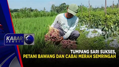 Tumpang Sari Sukses Petani Bawang Dan Cabai Merah Semringah Kabar