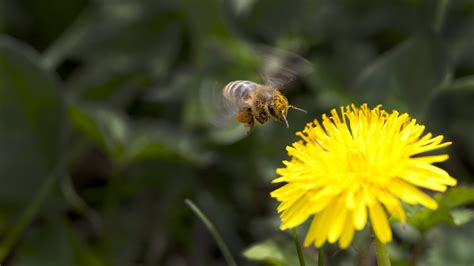 Flower, Yellow, Bee, Pollination wallpaper - Coolwallpapers.me!