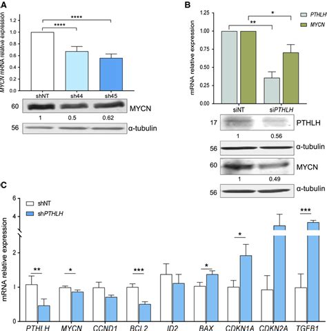 Knockdown Of PTHLH Reduces MYCN Expression A MYCN MRNA Relative