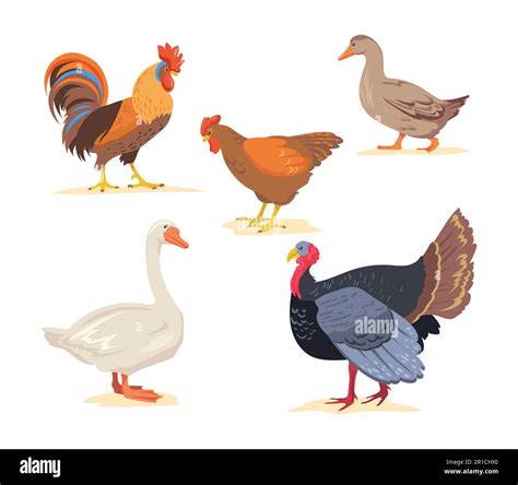 Conjunto de granja de dibujos animados aves de corral ilustración