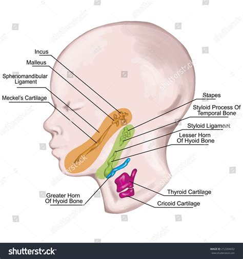 System Pharyngeal Branchial Arches Afte Sadler Stock Illustration 212204032 - Shutterstock