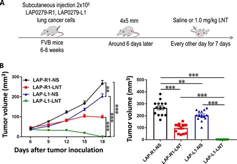 Lnt Treatments Synergistically Enhanced Tumor Growth Inhibition Of Dll