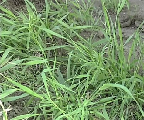 8 Common Colorado Weeds and How-to Prevent Them.