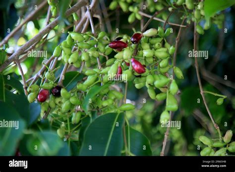 Salvador Bahia Brazil January Fruit Of Jamelao Syzygium