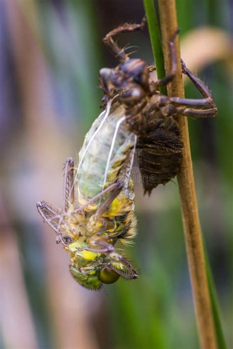 Dragonfly Close Up Stock Photo Image Of Head Flight 97276512