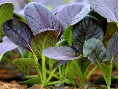 Lila Pak Choi Kohl Asiatisches Gem Se Blattkohl Samen Kaufen