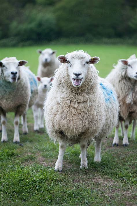 "Group Of Ewes In A Field" by Stocksy Contributor "CHRISTINA K" - Stocksy